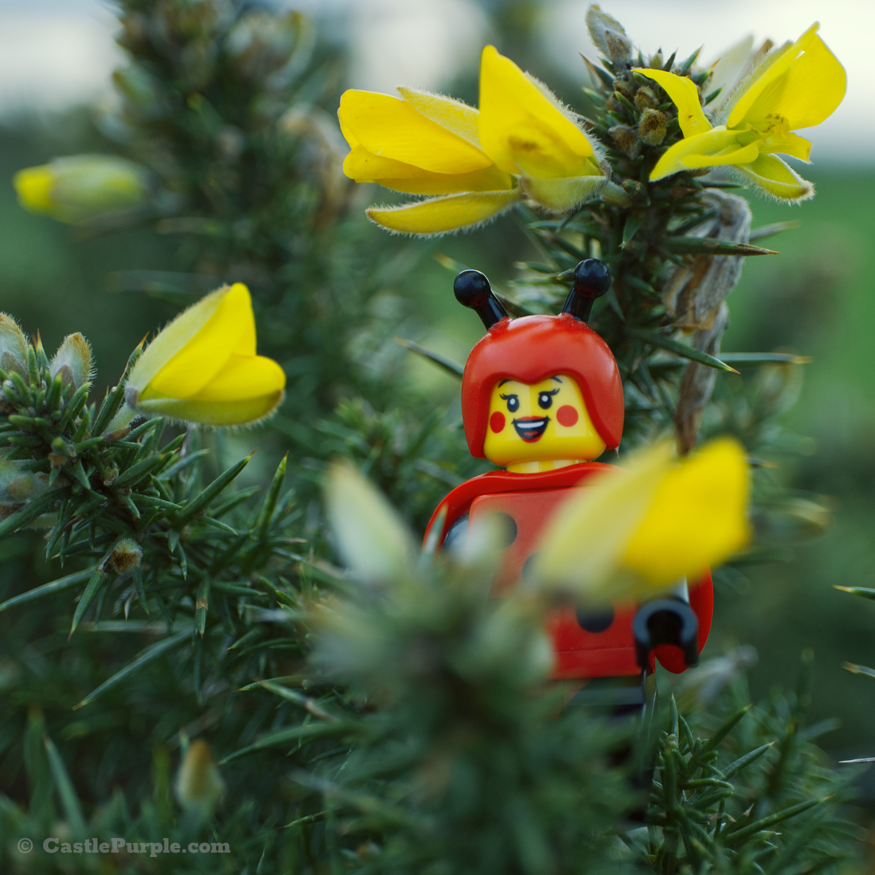 The Lego minifigure "Ladybug Girl" is pictured sitting between the spiky leaves of a gorse plant. The gorse has some yellow flowers which contrast nicely with her red outfit.